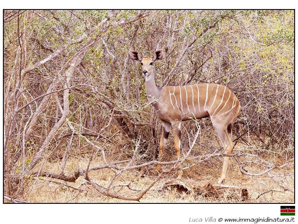 Kudu minore - Tragelaphus imberbis